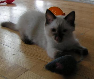 Ragdoll, Ragdoll jylland, ragdoll opdrÃ¦t, ragdoll katteri, ragdoll killinger, ragdoll kat, racekat jylland, rags of silk, Big Bang Rainbow Ippa