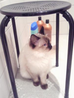 Ragdoll, Ragdoll jylland, ragdoll opdrÃ¦t, ragdoll katteri, ragdoll killinger, ragdoll kat, racekat jylland, rags of silk, Big Bang Rainbow Ippa