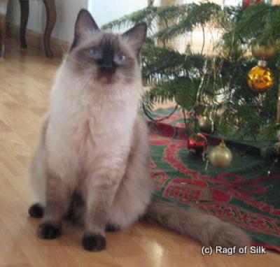 Ragdoll, Ragdoll jylland, ragdoll opdrÃ¦t, ragdoll katteri, ragdoll killinger, ragdoll kat, racekat jylland, rags of silk, Big Bang Rainbow Ippa