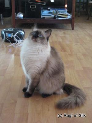 Ragdoll, Ragdoll jylland, ragdoll opdrÃ¦t, ragdoll katteri, ragdoll killinger, ragdoll kat, racekat jylland, rags of silk, Big Bang Rainbow Ippa
