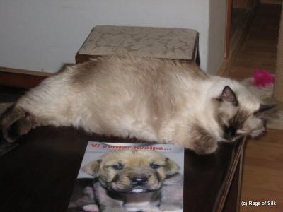 Ragdoll, Ragdoll jylland, ragdoll opdrÃ¦t, ragdoll katteri, ragdoll killinger, ragdoll kat, racekat jylland, rags of silk, Big Bang Rainbow Ippa