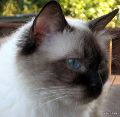 Ragdoll, Ragdoll jylland, ragdoll opdrÃ¦t, ragdoll katteri, ragdoll killinger, ragdoll kat, racekat jylland, rags of silk, Big Bang Rainbow Ippa