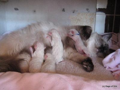 Ragdoll, Ragdoll jylland, ragdoll opdrÃ¦t, ragdoll katteri, ragdoll killinger, ragdoll kat, racekat jylland, rags of silk, Big Bang Rainbow Ippa