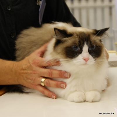 Alix til bedømmelse