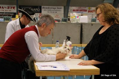 Magnolia hos Alexey Shchukin