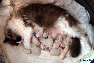 Lige efter fÃ¸dslen