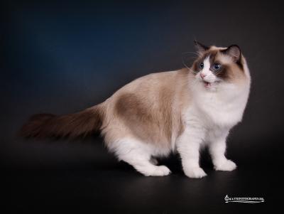 Daisy 1Â½ Ã¥r