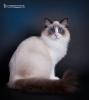 Daisy 5 mdr. 