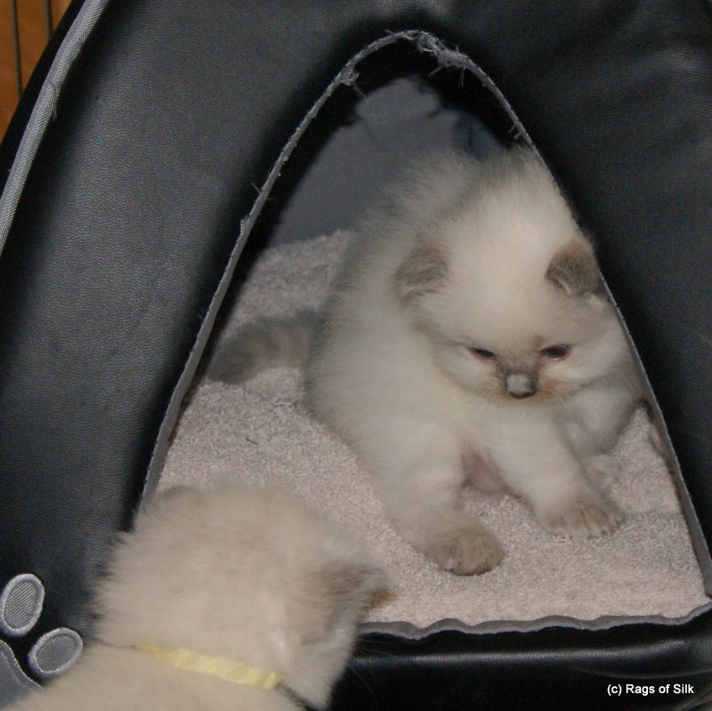 Ragdoll killinger,
 ragdoll kat,
 killinger til salg,
 racekat jylland,
 rags of silk,
 