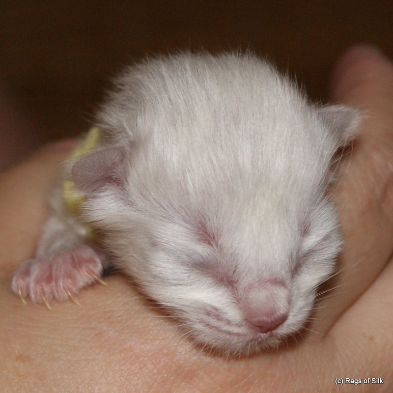 Ragdoll killing,
            racekat jylland,
            ragdoll jylland,
            ragdoll killing til salg,
            kælekat,
            familiekat