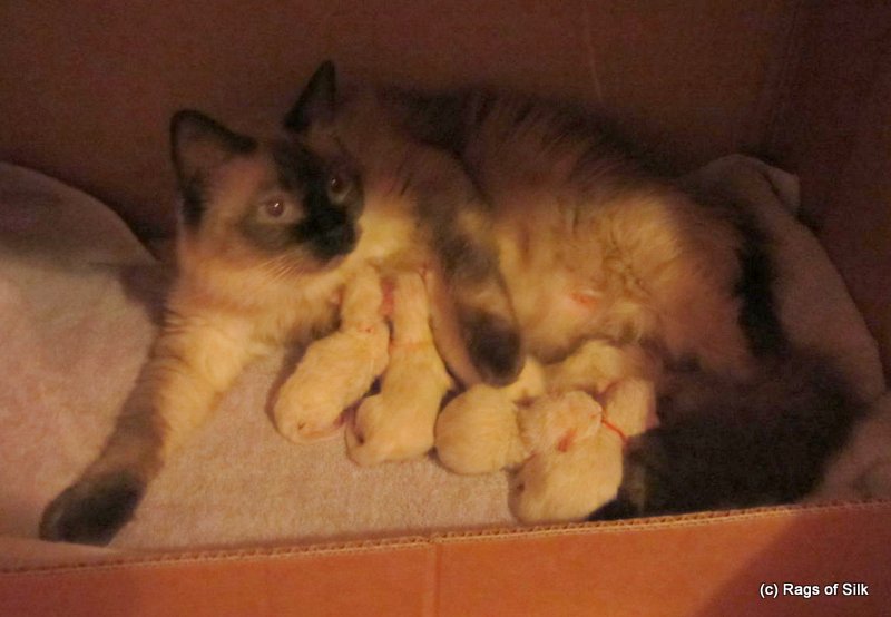 Ragdoll killnger, racekat jylland, killinger til salg, ragdoll killinger til salg