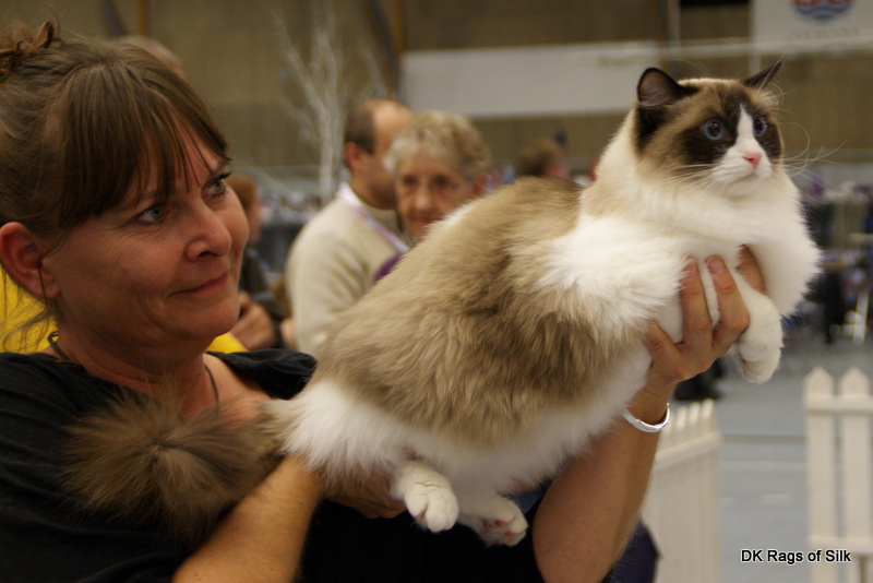 Fife, Seierø's ragdolls, World show 2013, &Aring;lborg, ragdoll, dk rags of silk