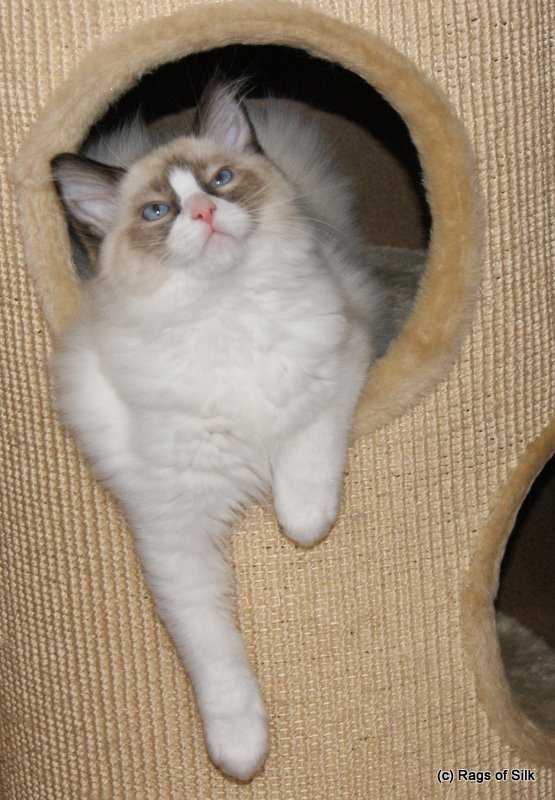 Ragdoll killinger,
 ragdoll kat,
 ragdoll jylland,
 rags of silk,
 racekat jyllamd