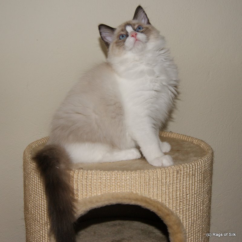 Ragdoll killinger,
 ragdoll kat,
 ragdoll opdræt,
 rags of silk,
 racekat jylland,
 ragdoll jylland