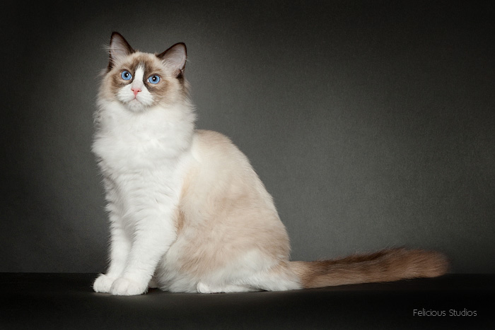 Ragdoll kat, ragdoll killing, ragdoll jylland, racekat jylland, ragdoll opdræt, ragdoll farver, ragdoll mønster