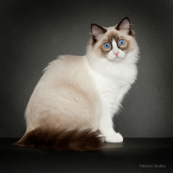 Ragdoll, ragdoll kat, ragdoll killinger, ragdoll jylland, racekat jylland, rags of silk, ragdoll opdræt