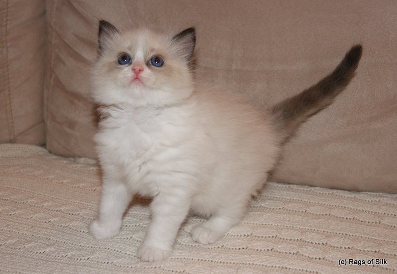 Ragdoll killinger,
 ragdoll kat,
 ragdoll,
 rags of silk,
 ragdoll jylland,
 ragdoll,