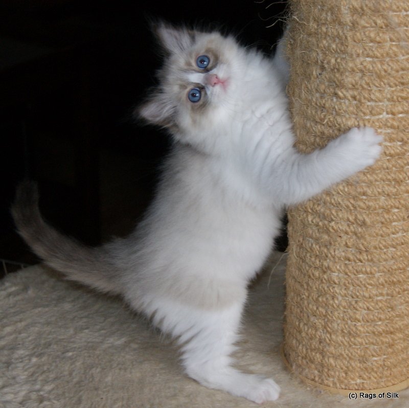 Ragdoll killinger,
 ragdoll kat,
 ragdoll opdræt,
 ragdoll jylland,
 ragdolls,,
 rags of silk