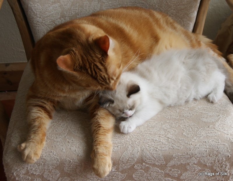 Ragdoll killinger, ragdoll kat, ragdoll opdr&aelig;t, ragdoll jylland, rags of silk