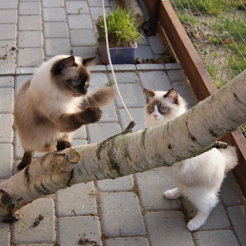 Ragdoll killing, ragdoll kat, ragdoll jylland, ragdoll opdr&aelig;t, rags of silk, racekat jylland, 
