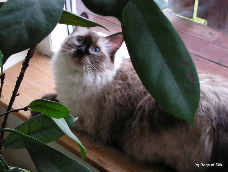 Ragdoll cat Denmark, ragdoll kittens denmark, rags of silk, ragdoll jutland