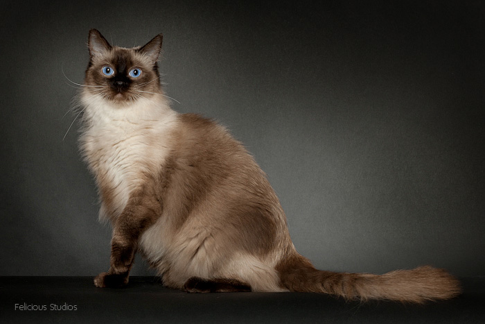 Ragdoll kat, ragdoll killing, ragdoll jylland, ragdoll opdræt, racekat jylland, dk rags of silk