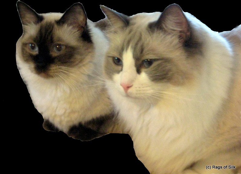 DK Rags of Silk, ragdoll, ragdoll jylland, ragdoll killinger, ragdoll kat,
